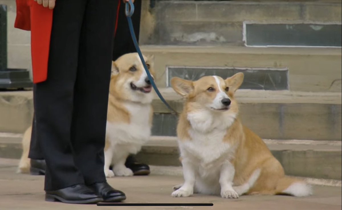 Katylaws's tweet photo. I was not emotionally prepared for this #queensfuneral #queenspets https://t.co/cTeNPE7QtS