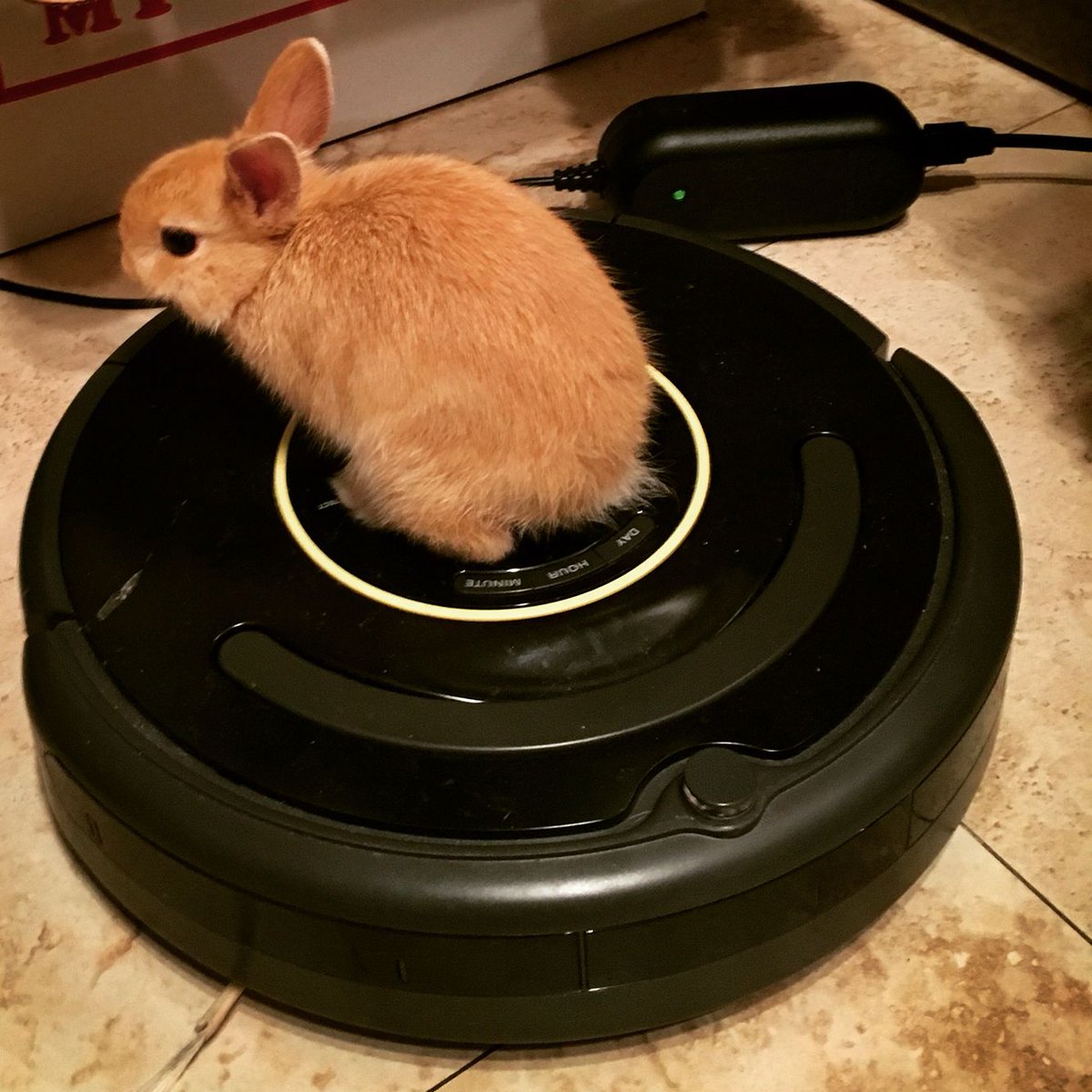 whisperweapon's tweet photo. that's... not a toy pumpkin.. https://t.co/3XKgsO4P1P