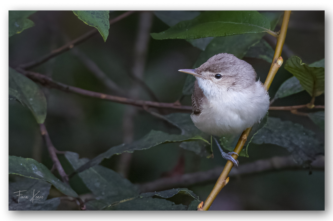 fiona keane tweet media