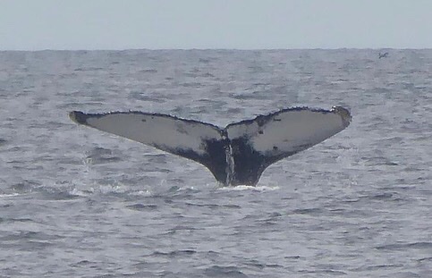 Scottish humpback ID tweet media