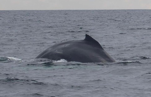 Scottish humpback ID tweet media
