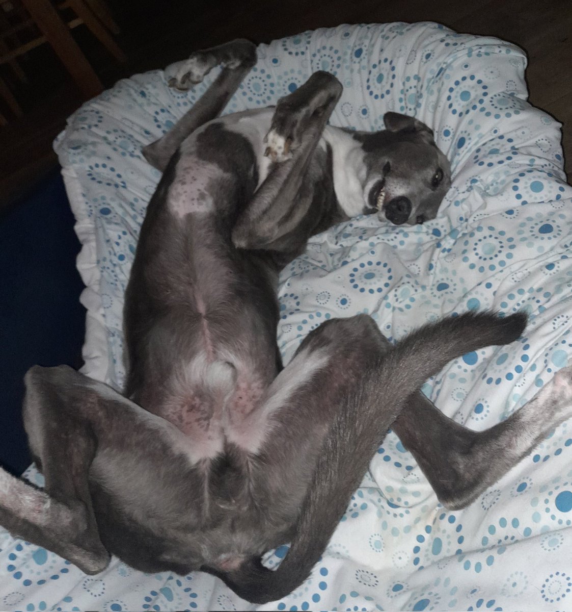 Foz750F's tweet photo. Autumn is approaching, time to get in Big boy bed. #Flapsout https://t.co/6OMLxH31Jh