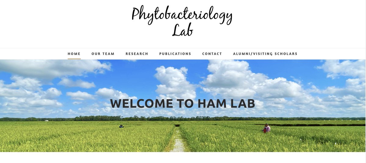LSU Phytobacteriology Lab tweet media