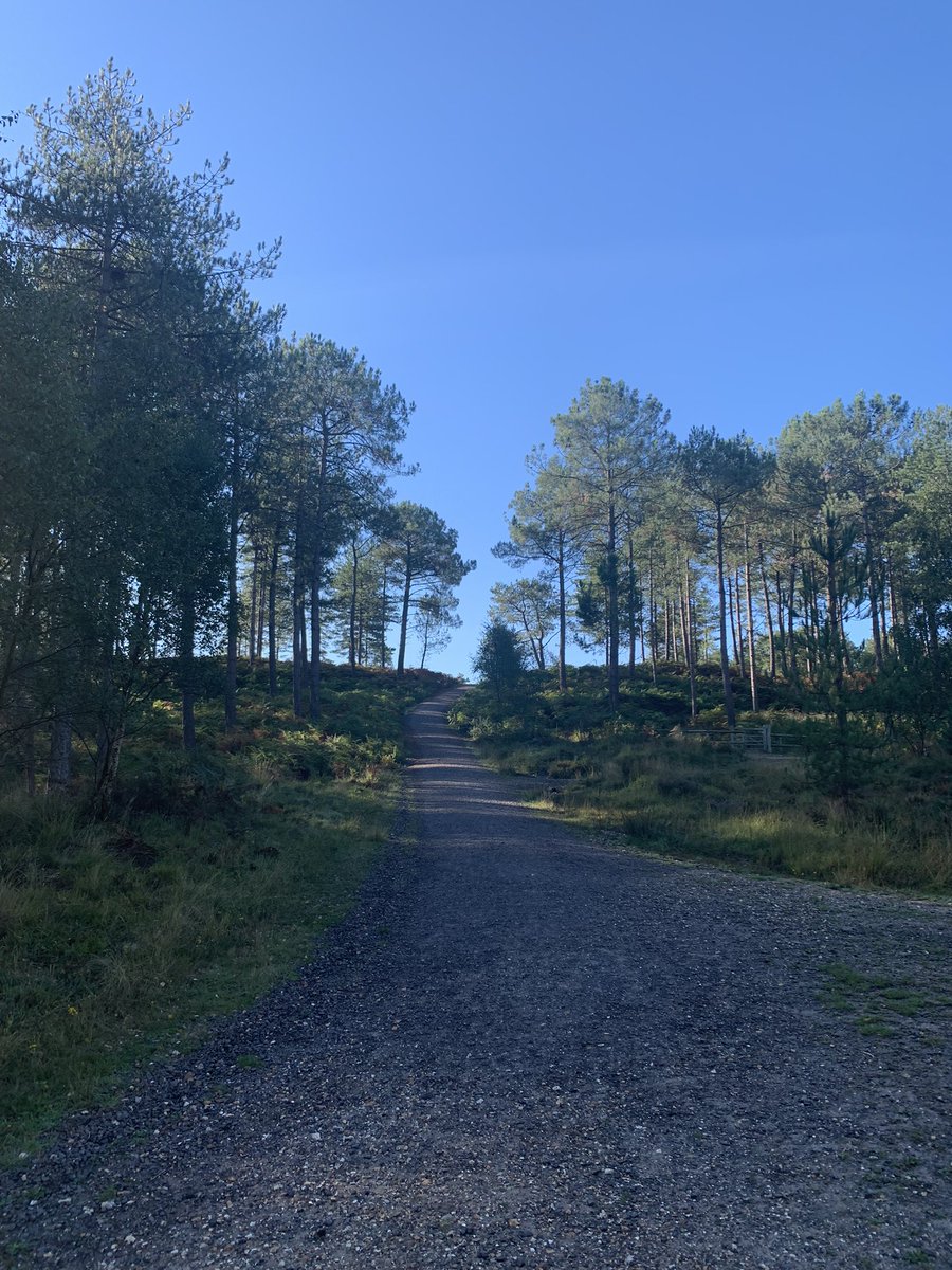 sharonp134's tweet photo. A beautiful run yesterday in #WarehamForest #Dorset  #TreeClub https://t.co/juyPayWA7k