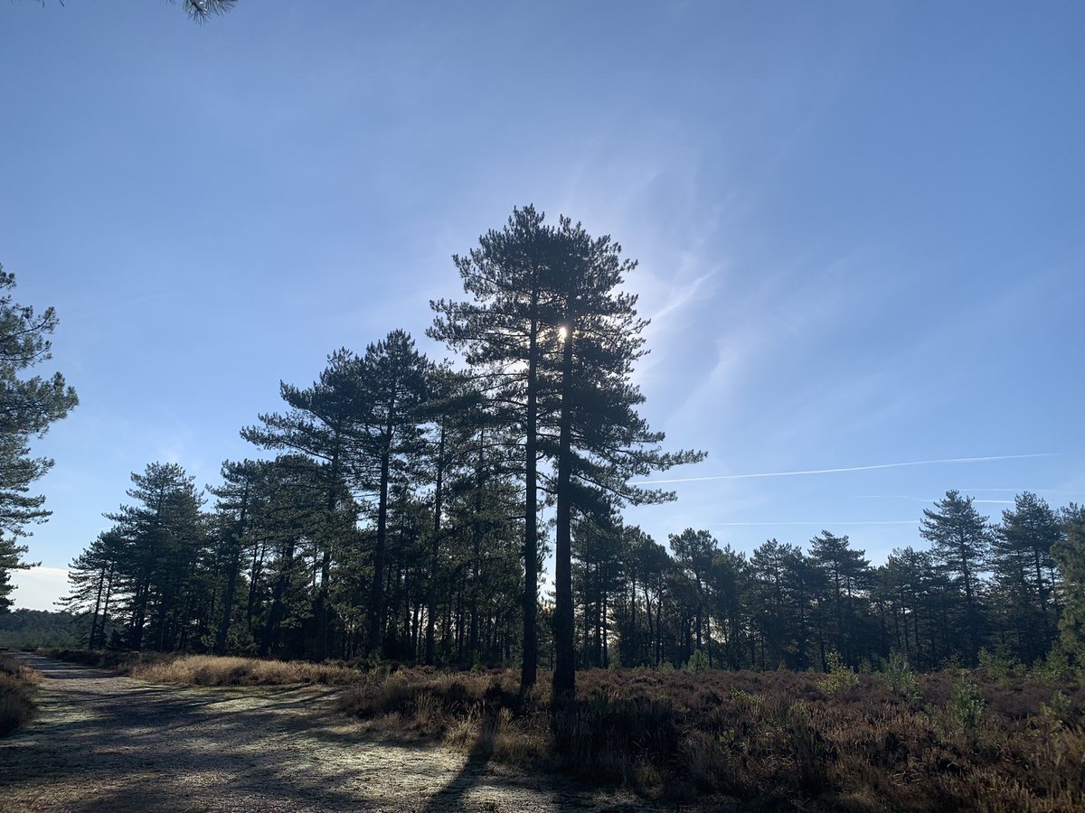 sharonp134's tweet photo. A beautiful run yesterday in #WarehamForest #Dorset  #TreeClub https://t.co/juyPayWA7k