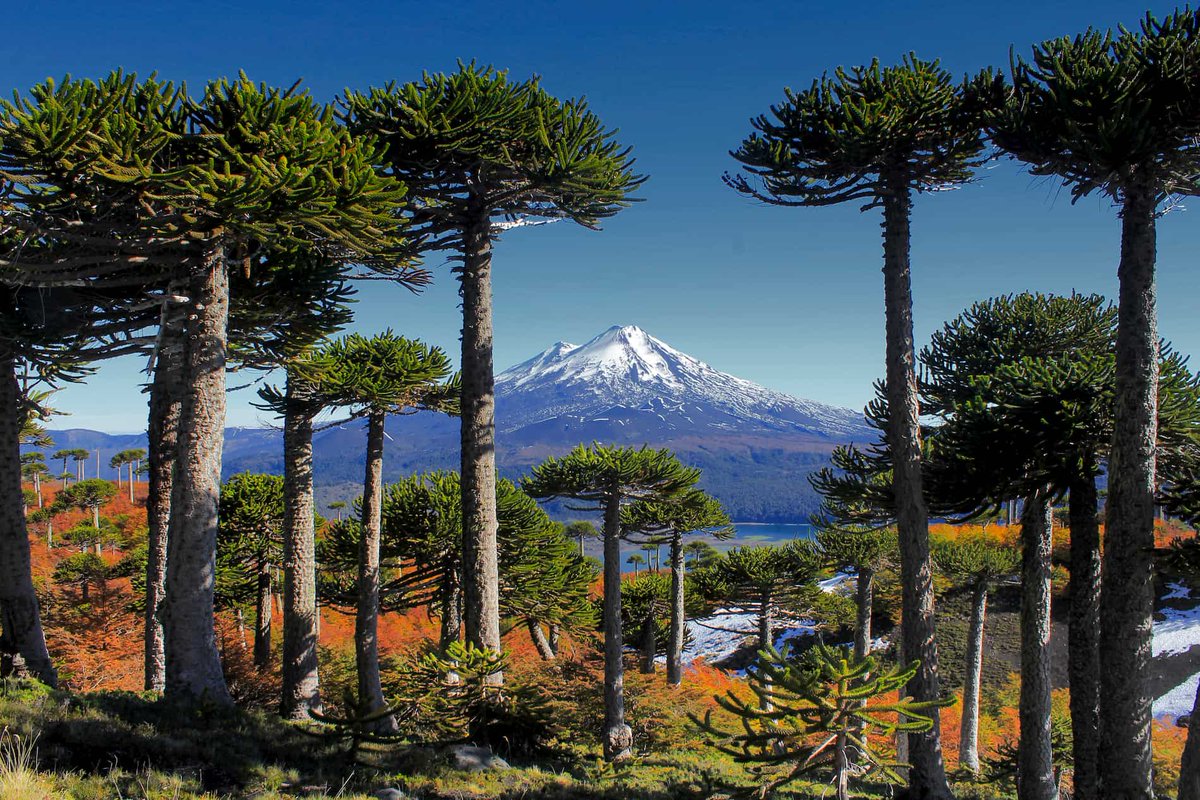 Patagounia's tweet photo. We are celebrating "Fiestas Patrias" here in Chile 🇨🇱 (18th the National day and 19th the Army day.)

That's why I want to show you my ships name and their meaning:

Copihue, the national flower of Chile.
Pudu, native and iconic small deer.
Araucaria, the national tree of Chile. https://t.co/u6DoFtJ5CU