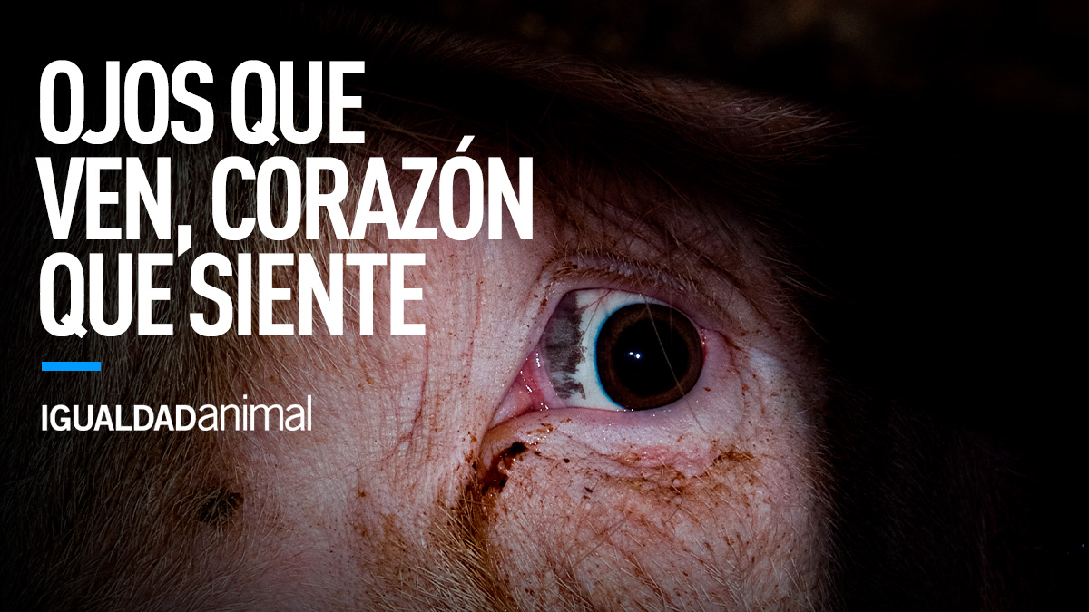 IA_Mexico's tweet image. Negar la sintiencia de los animales nos ha hecho que cómo humanidad los sometamos a las peores experiencias que un ser sintiente como nosotros puede experimentar. 👉🏼igualdadanimal.mx/actua/leyes-pa… RT