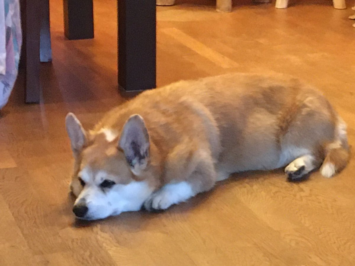 Mother of all Corgi 
#CorgiKoosje 
🙏🏿