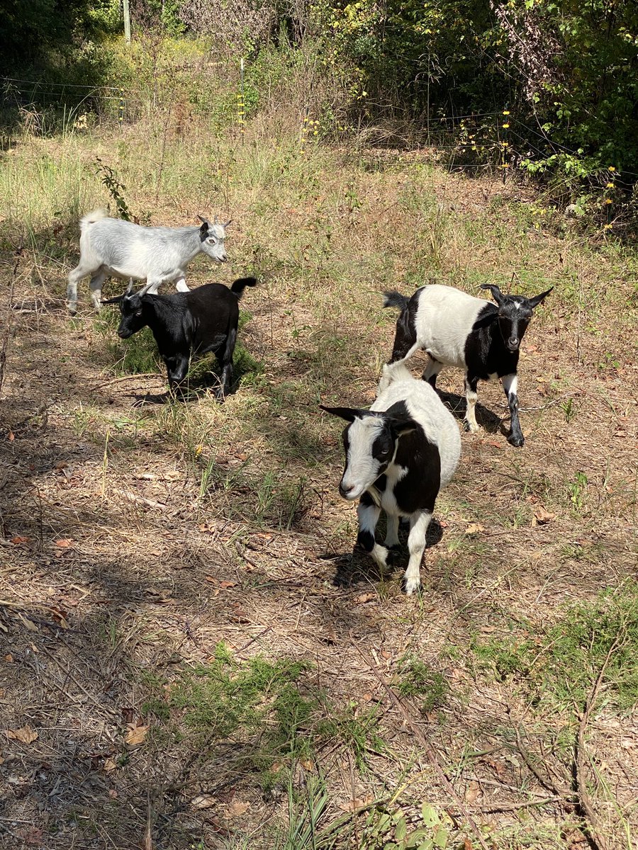 AmandaGeaney's tweet photo. The ball is over and Iโm back to doing farm chores.
Today we enclosed space under the power lines. This past spring the weeds here had grown to eye level. No need for the tractor now, the goats will keep it maintained. ๐ ๐๐๐๐ #faintinggoats #goatscaping https://t.co/z7ipKuuH2n