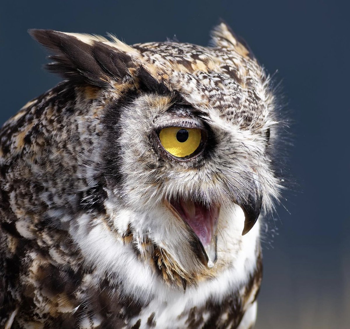 Meet Spock 🖖🏼, the Great Horned Owl 🦉!