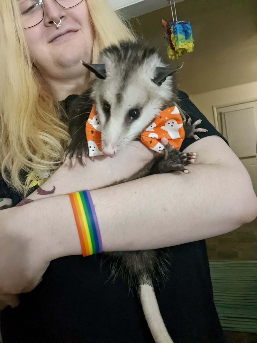 Pj_possum's tweet photo. It will never not be funny that people on yik yak thought that PJ was some hot guy everyone was talking about only to find out it's my pet opossum 🤣💀 https://t.co/F2xXeMb2Sv