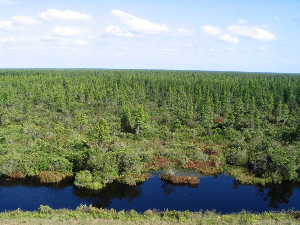 GarethMcGrathSN's tweet photo. Why re-wetting degraded peatlands, including NC pocosin wetlands largely drained for farmland, could help stop millions of tons of carbon dioxide from escaping and further warming the planet. #ClimateCrisis @nature_org @SierraClubNC @SeaGrantNC @selc_org https://t.co/3KzY51OTZm https://t.co/nwIdJLyuvb