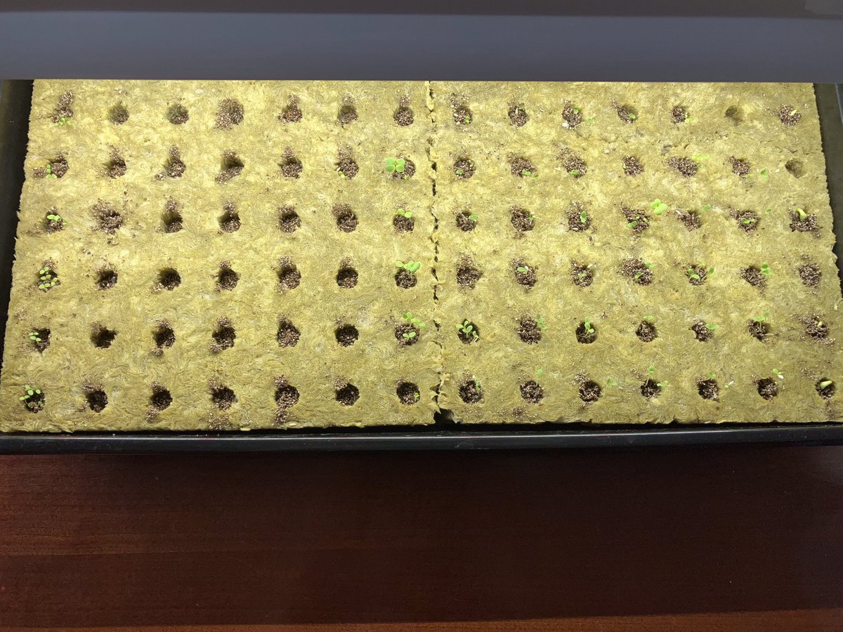 mcsfarmtoschool's tweet photo. Little baby sprouts for our indoor aeroponic gardens are popping up nicely! A new addition this year are our dwarf sunflowers. Be sure to follow their journey from seed to tower. 🌻 https://t.co/vSDp4Itgj8