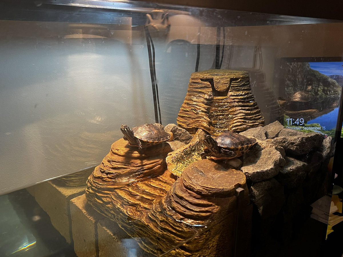 KatKnight_171's tweet photo. #turtle #TurtleOfTheWeek #turtles #pets https://t.co/T4OKVDVAwh