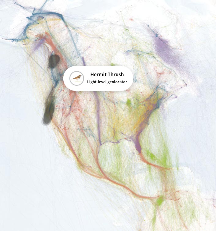 As millions of birds flock to their wintering grounds <a href="/audubonsociety/">Audubon Society</a> has launched Bird Migration Explorer—a cool new platform that uses <a href="/Team_eBird/">eBird</a> and many other data sources to visualize the incredible journeys of migratory birds in detail. birdmigrationexplorer.org