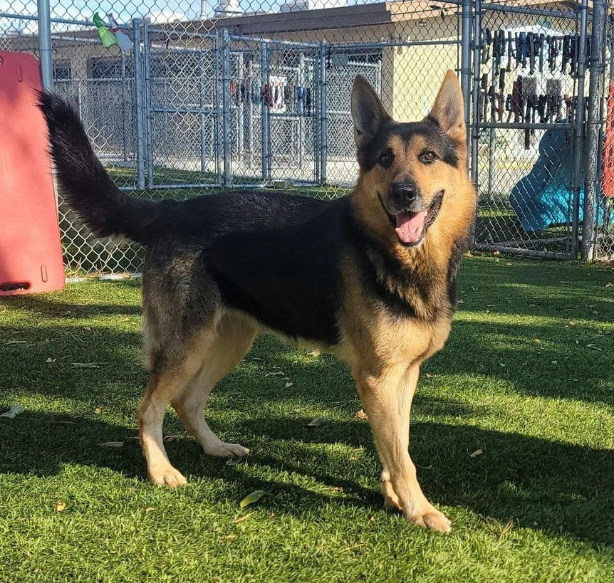 mapleveewesem's tweet photo. ๐ 9-19 Update at 1:30 p.m.
McGillicuddy is still at the shelter - last push for PLEDGES! Village, you have responded wonderfully so far โบ๐ Short term foster secured, ask me about fostering long term. Hoping our rescue pulls this p.m.
#A5501097 https://t.co/KXCboeVbAi
