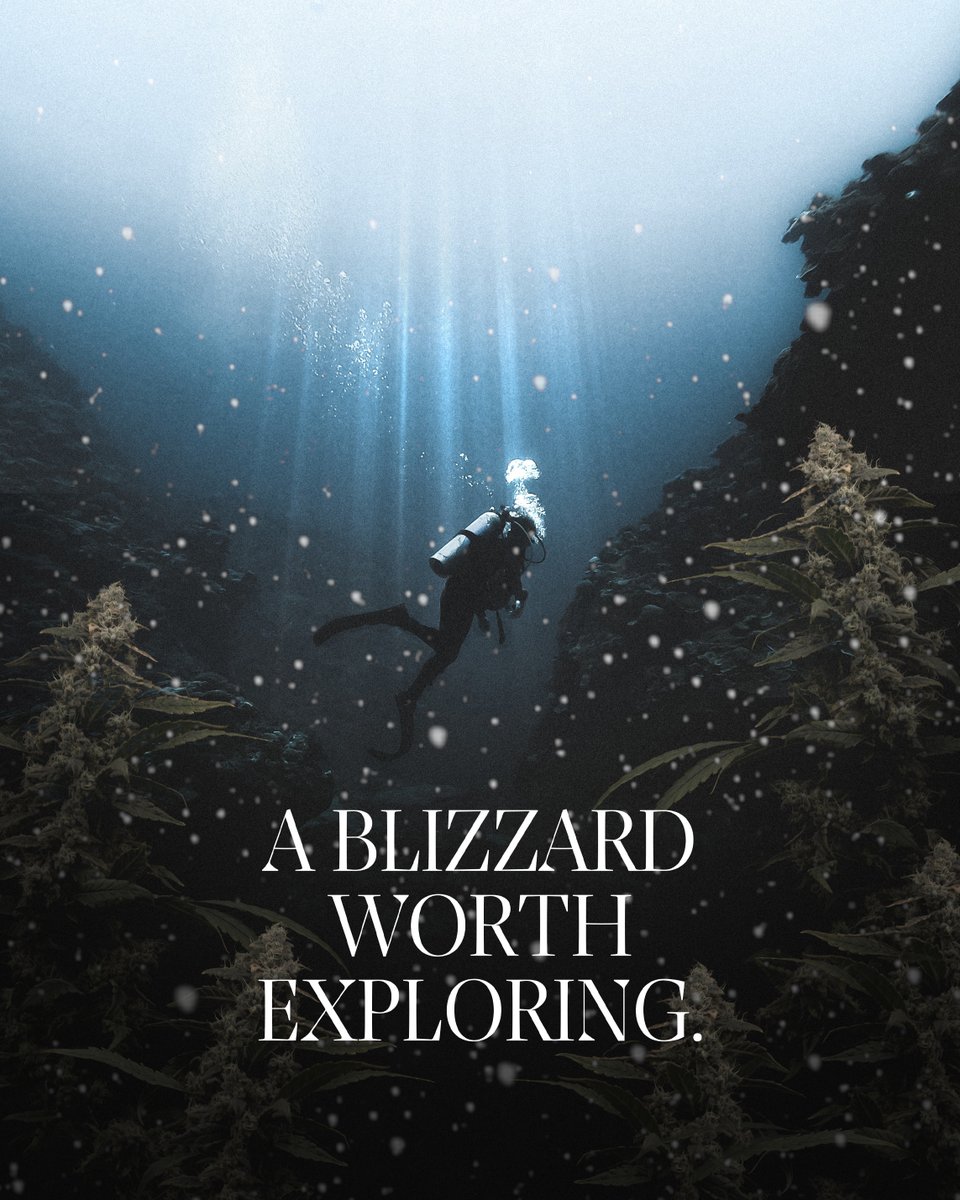 A blizzard worth exploring - a fresh new drop of Bahama Blizzard 11 had been discovered in BC! Look for it at a fine retailer near you.
We Take Our Time. We Take Pride. Experience the Difference.
#sugarbud #craftgrowers #abgrown