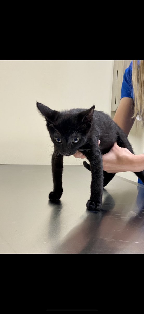 RealBabySatan's tweet photo. THE VET CAN TAKE UR BALLS BUT SHE CAN NEVER TAKE UR FREEDOM https://t.co/TZuP9HZMDX