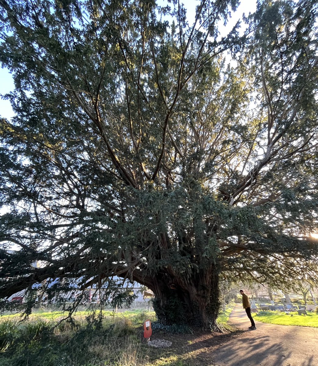 Barb_Drummond's tweet photo. Love this giant #Yew #Cusop with gravity defying man https://t.co/nGPsO7LGbV