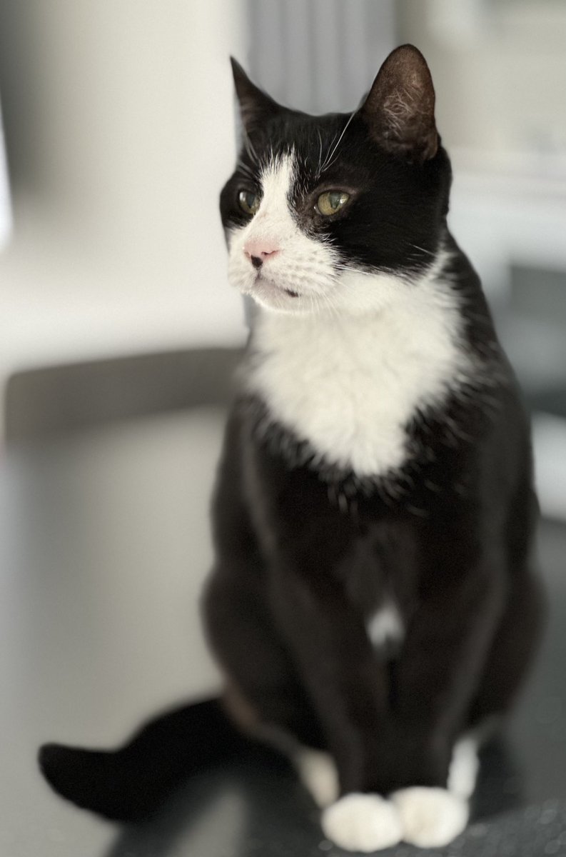 jillmaiolani's tweet photo. Felix my 1st #rescuecat is 15 years old #catsoftwitter #hedgewatch #tuxedocats https://t.co/zuDL2RgzhY