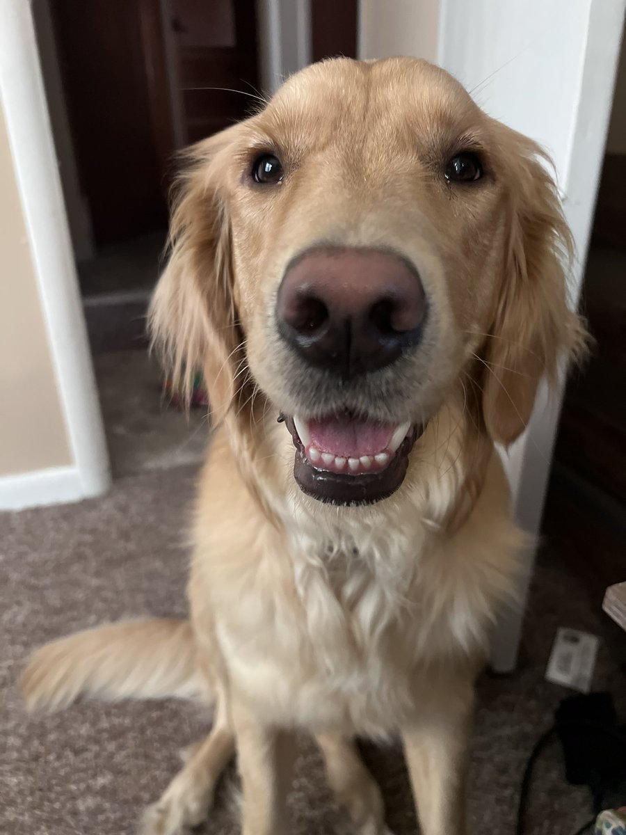 DivaCak3s's tweet photo. Stay golden twitter fam!
Pictured 1 of 2 sweet fur babies #Derbs #dogsoftwitter https://t.co/3wRWa7ViAK