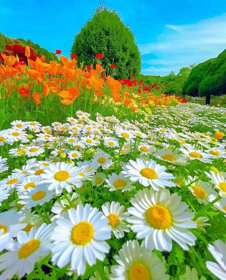 ☀️
Good morning friends 💮

#nature #photography