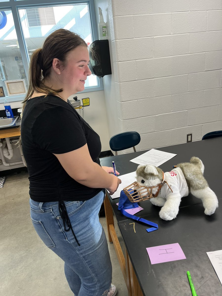 manzi_smith's tweet photo. On Friday Ag 2 Animal Handling students practiced applying restraint tools to stuffed animals before they try them out in the real animals! 1/2 https://t.co/5m6aUqgVGU