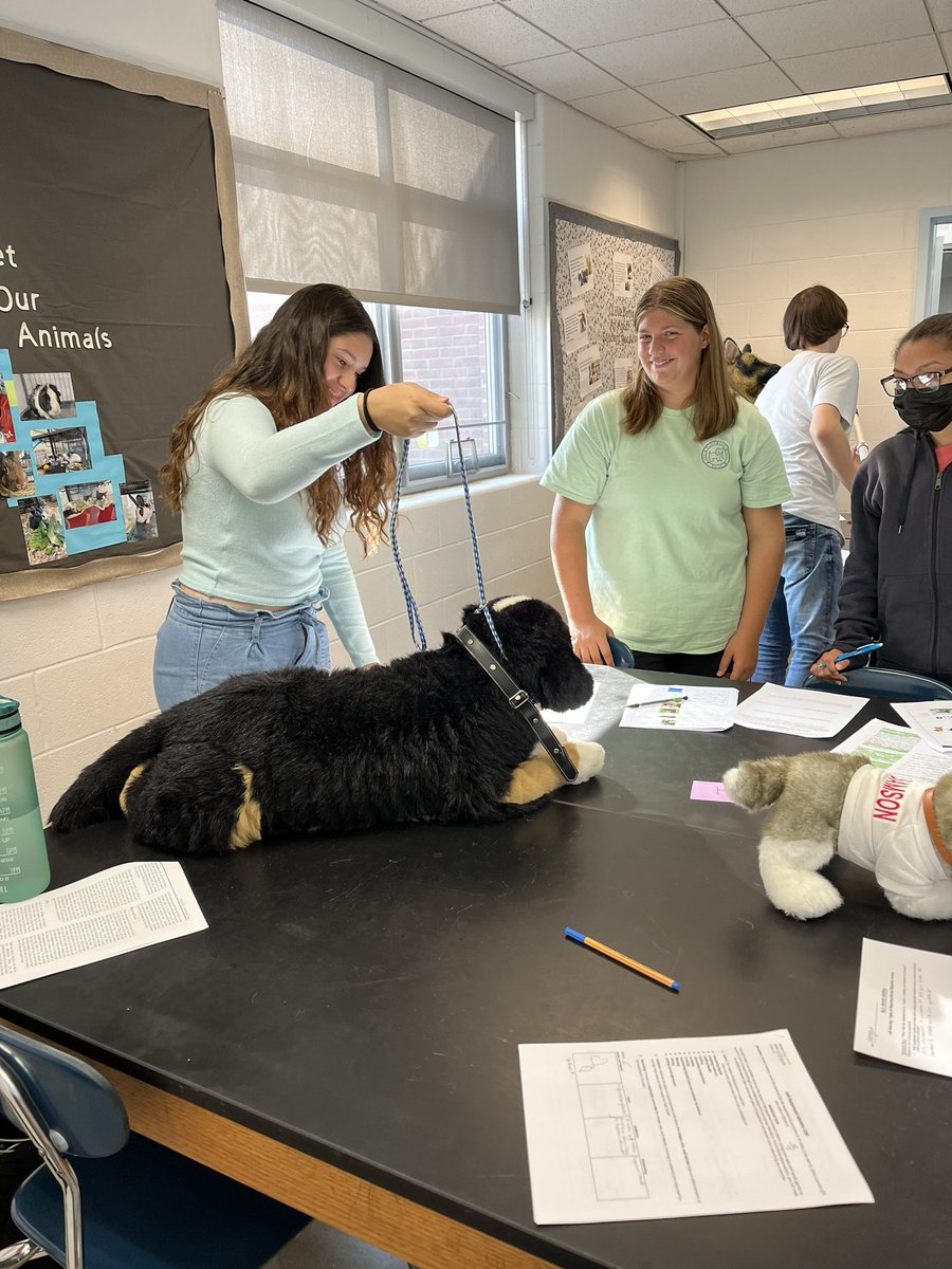 manzi_smith's tweet photo. On Friday Ag 2 Animal Handling students practiced applying restraint tools to stuffed animals before they try them out in the real animals! 1/2 https://t.co/5m6aUqgVGU