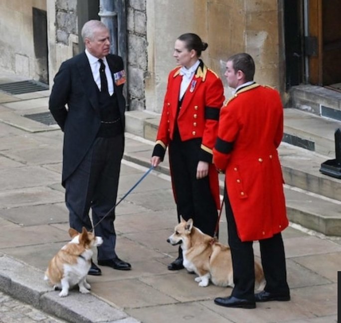ceoaetnews's tweet photo. Andrew gifted his Mom, #HMQueen #QueenElizabeth
with these #corgis after the last one of her own corgis passed away. PA has them now & will continue caring for them. 👑🐕❤
#PrinceAndrew #Dog #dogs
#dogslife #Queen #queensfuneral
#QueenElizabethII
#DogsAreFamily
#ReinaIsabel https://t.co/20ItJmSySJ