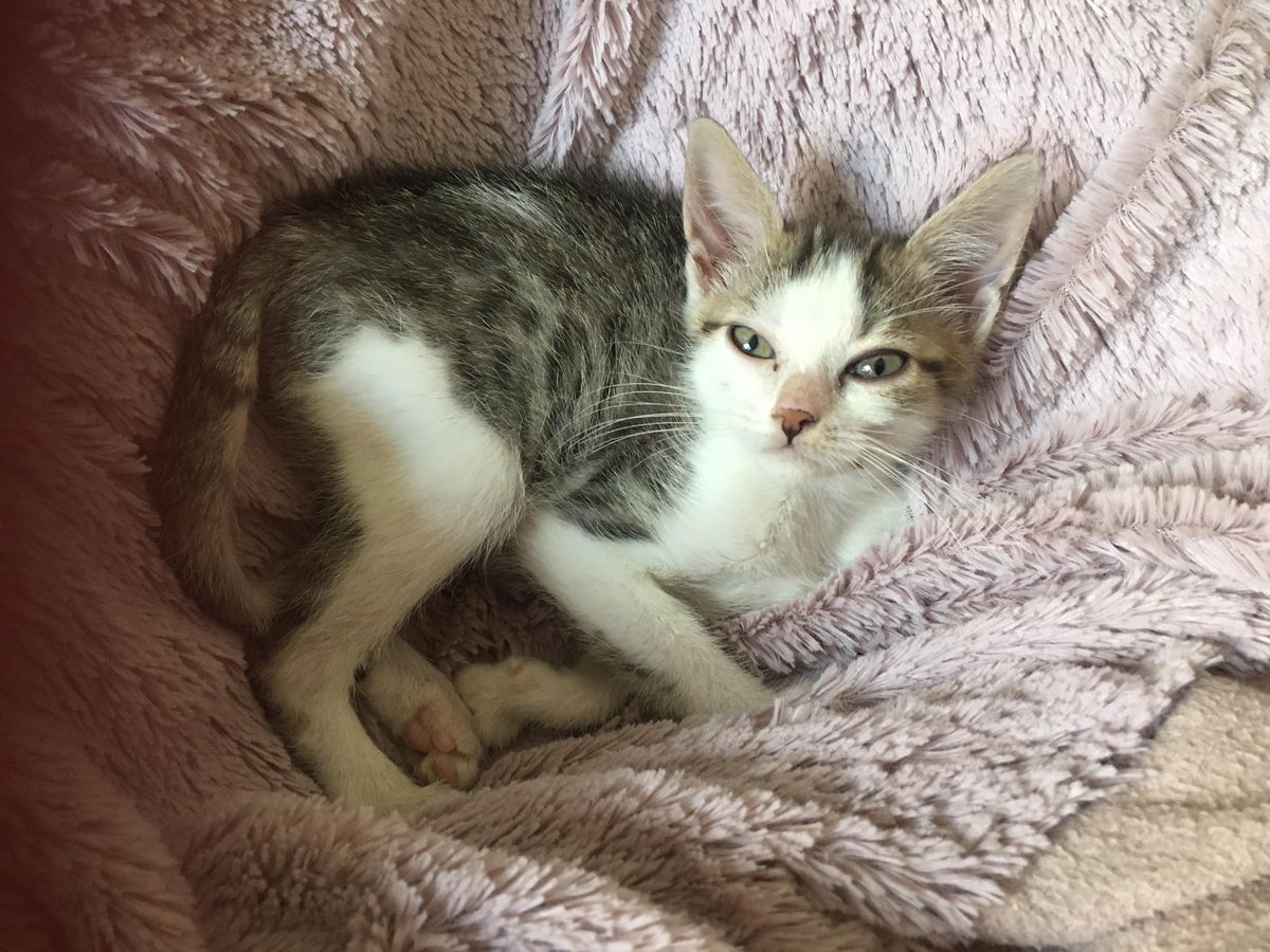AnimegauxO's tweet photo. Des #nouvelles de Skadie, la petite #chatonne avec des soucis du système digestif et un retard de croissance important: elle va bien !
Elle a bien grandi et grossit: elle vient de dépasser les 700 grammes !
Elle joue, elle court, elle vient réclamer des câlins ! 💜 https://t.co/WUNxEE8NQO