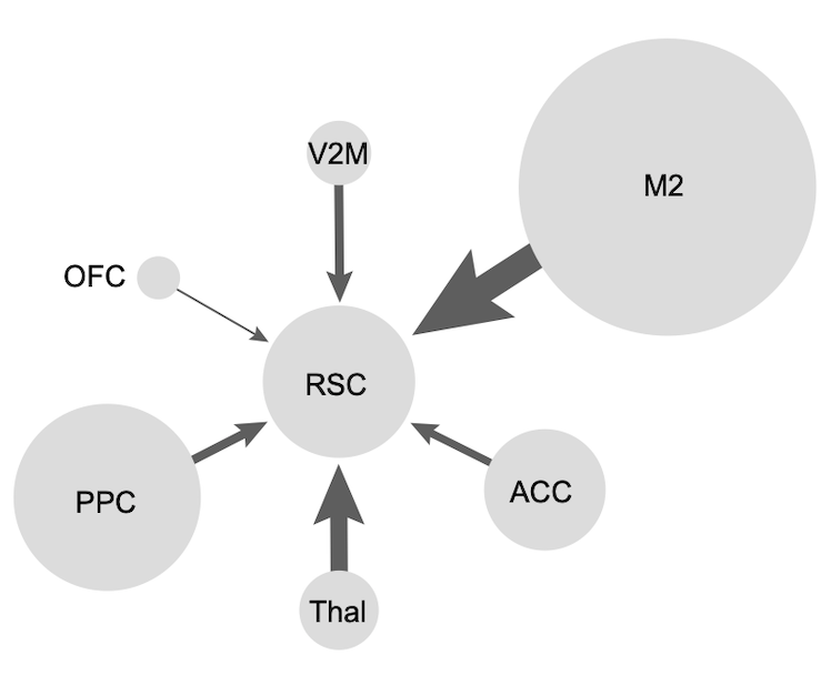 Spatial signals modulate neocortical processing. But where do these come from? Hippocampus? We checked the origin of place signals to the retrosplenial cortex. Surprisingly they originate from nearly all presynaptic circuits, particularly M2 and PPC.

biorxiv.org/content/10.110…