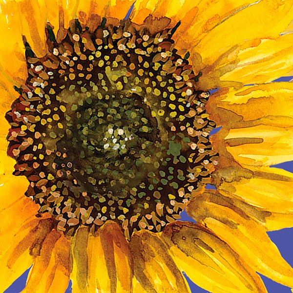 CinForna's tweet photo. New artwork for sale! - "Sunny Sunflower" - https://t.co/ZsH7437jvk @shoppixels https://t.co/Xj1eTrqtp3
