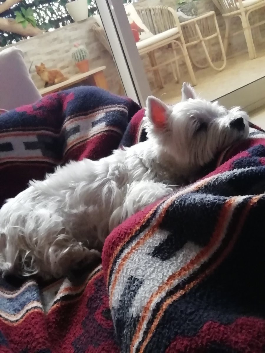 Patata987's tweet photo. He llegado a casa y mis padres estaban esperándome muy serios.
Me han dicho que el día de después de salir a Madrid han tenido que sacrificar a mí perra.
Ahora mismo estoy destrozado, 13 años conmigo y no me he podido ni despedir de ella.
Me marcho de las redes un tiempo

DEP🤍🕊️ https://t.co/Waz6QwhQuG
