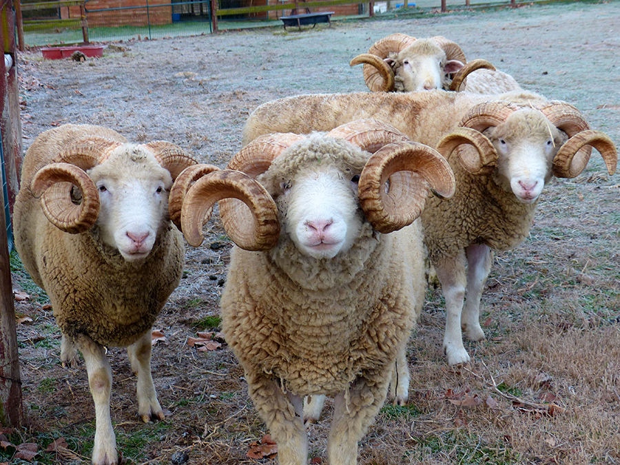 Ram (@ramhourly) on Twitter photo 