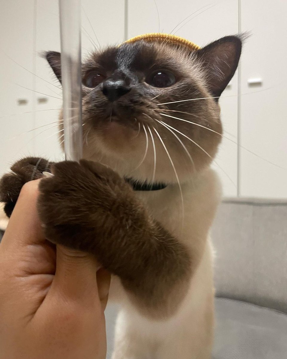 _siameselover_'s tweet photo. Please buy me a toy MOM. 🥹🥹💖💖 https://t.co/GAJpFcPTAW