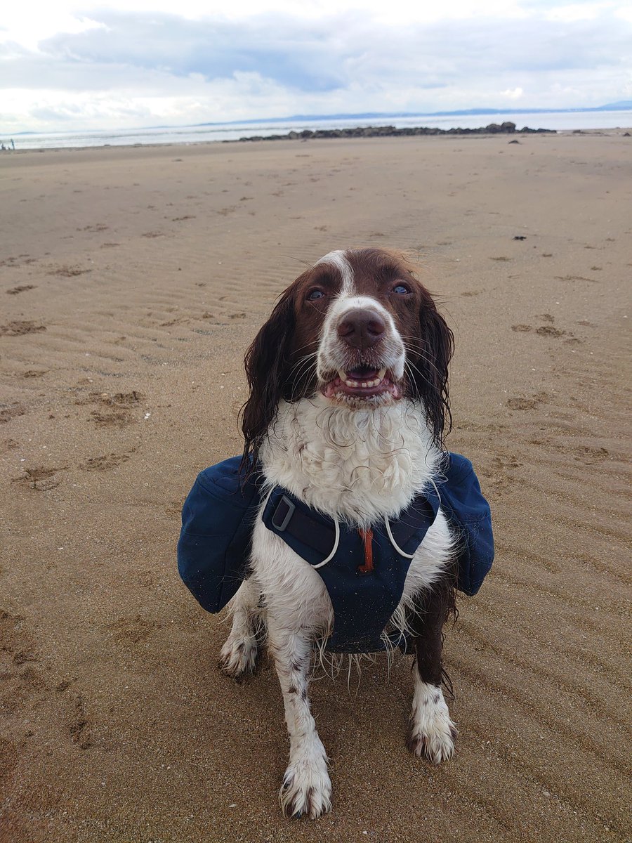 This guy was a champ taking 4 full bags of plastic off the beach in his saddlebags today! 

#InternationalCoastalCleanupDay #GreatBritishBeachClean #SeaTheChange #EcoPup #PawsOnPlastic #BeachClean