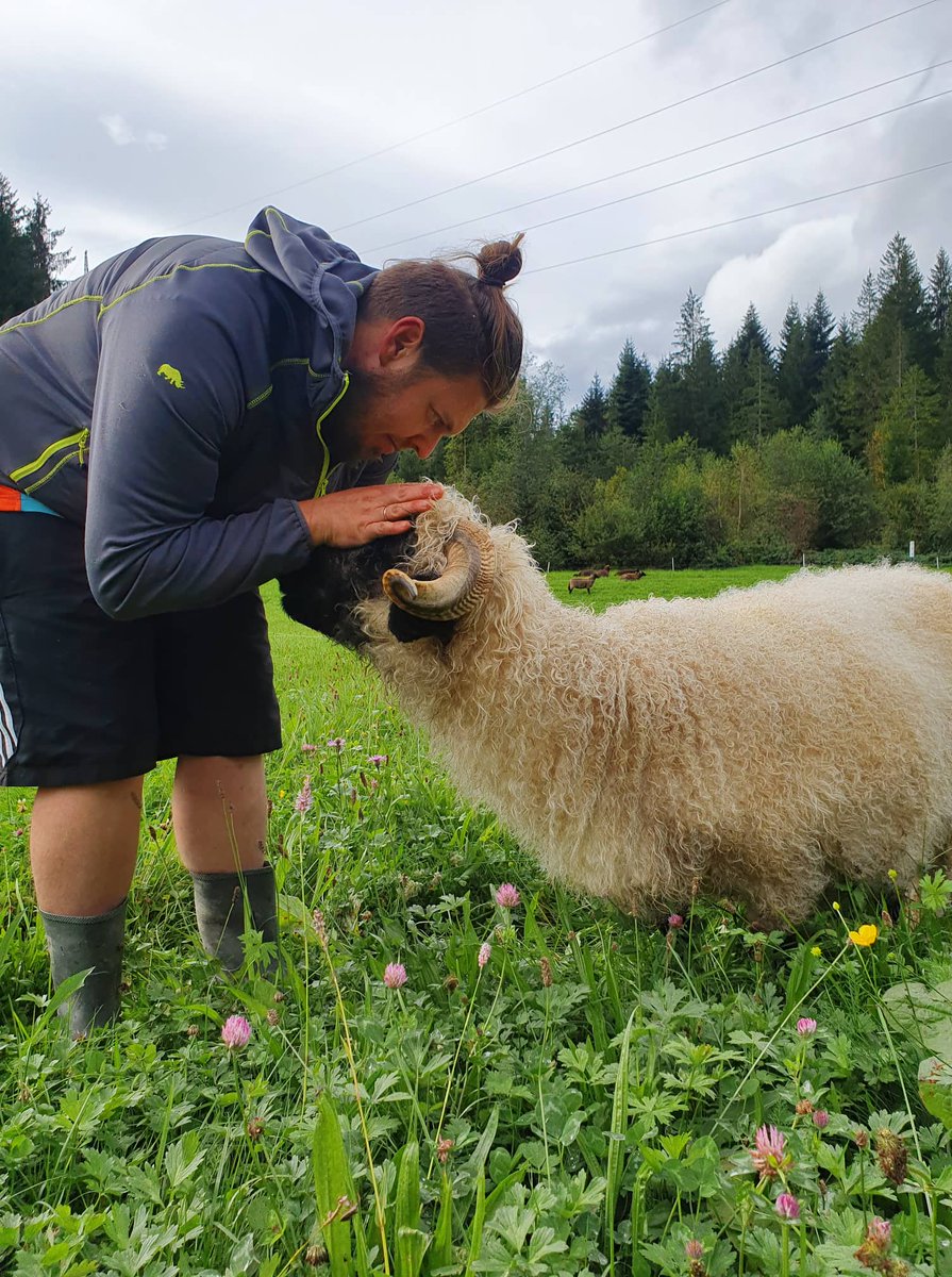 harry_stoiber's tweet image. Liebe geben.
#fanny #love #sheepcontent #lebenshof #going #artenreich #schwarznasenliebe