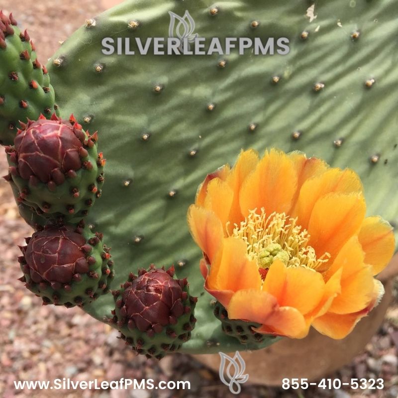 SilverLeafPMS's tweet photo. #SILVERLEAFPMS 855-410-5323 #nature #walk #suculent #flower https://t.co/c8Q8bXsDJb