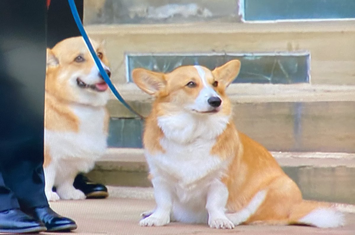If the Queen’s pony, the corgis, the removal of the crown and the lone piper wasn’t enough to get emotional about… Paddington 2 is on later! 🥹😢😭 What a momentous day and how amazing were the bearer party. Love to the royal family #QueensFuneral #RIPQueenElizabeth 💜💛🐾