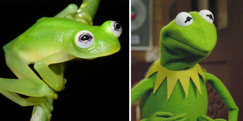 waitbutwhy's tweet photo. Scientists discover Kermit in Costa Rica https://t.co/rlEcJ5mrvN