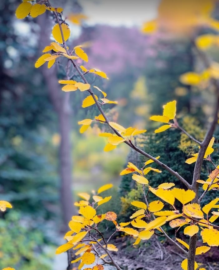 HotelAspen110's tweet photo. Small pops of color are starting to appear around town! It won't be long before the mountains are covered in gold. π
#hotelaspen #fallisnear
πΈ: @confluence.media https://t.co/yVanJJ6pgG