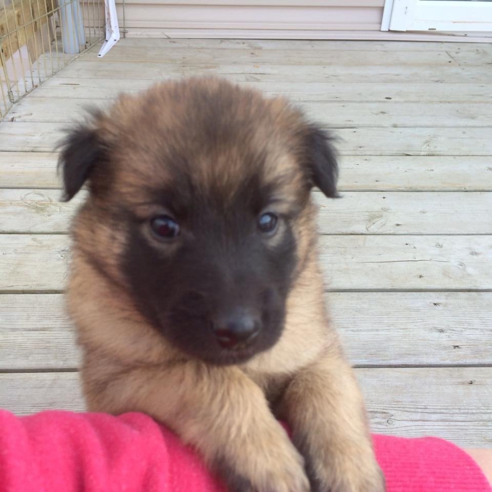 patricenm's tweet photo. #SmileyMiley #puppy 💓💓💓💓💓💓💓💓💓💓💓💓💓💓 https://t.co/RxQniuwQwS