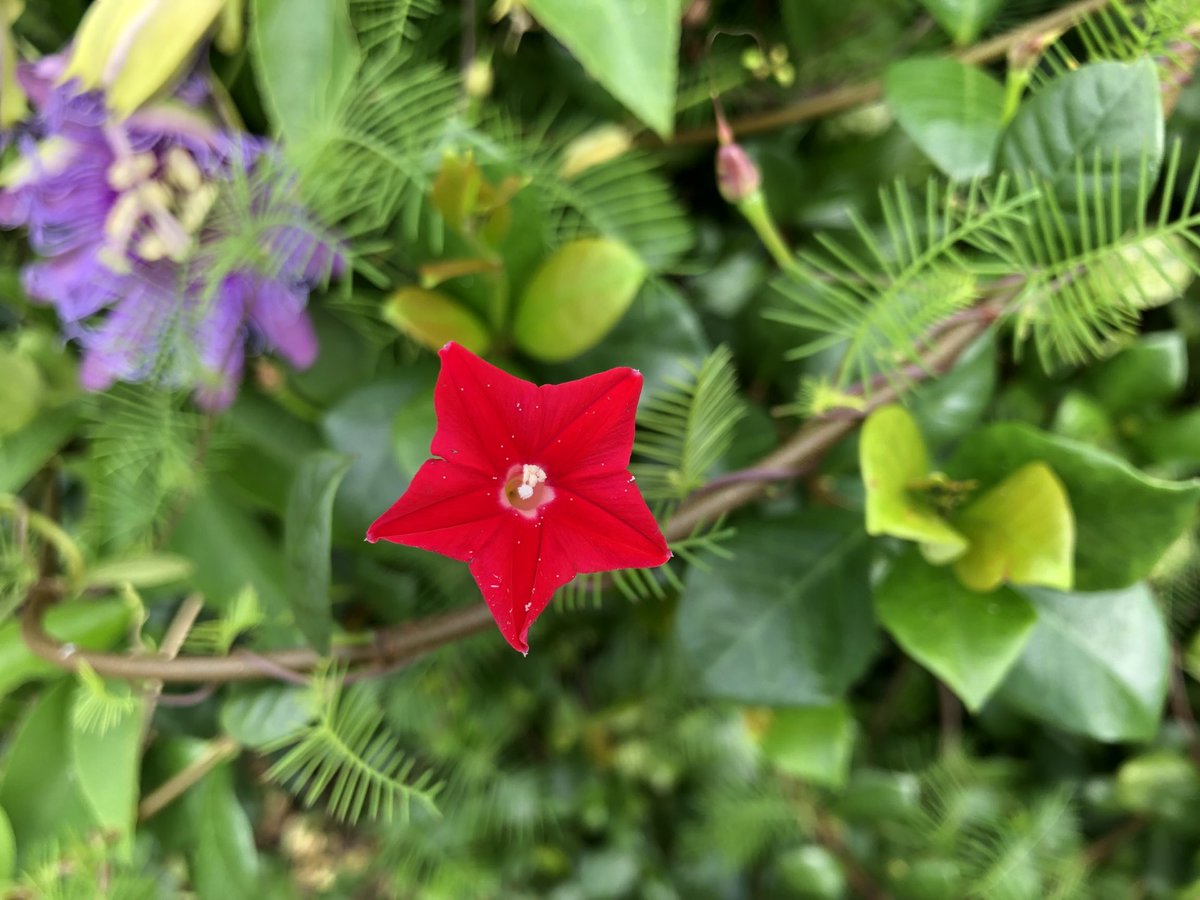 DrSaba's tweet photo. Scarlet Creeper Ipomoea hederifolia is a common weed on Florida fences! #plants #ufcampus https://t.co/1GMx9ZlIEP