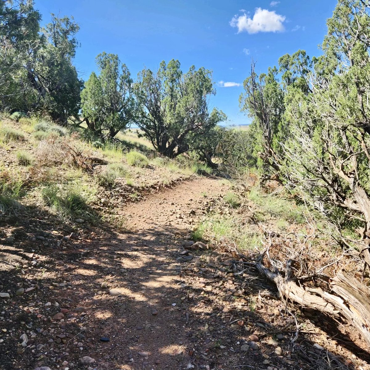 Arizona Cycling Association tweet media