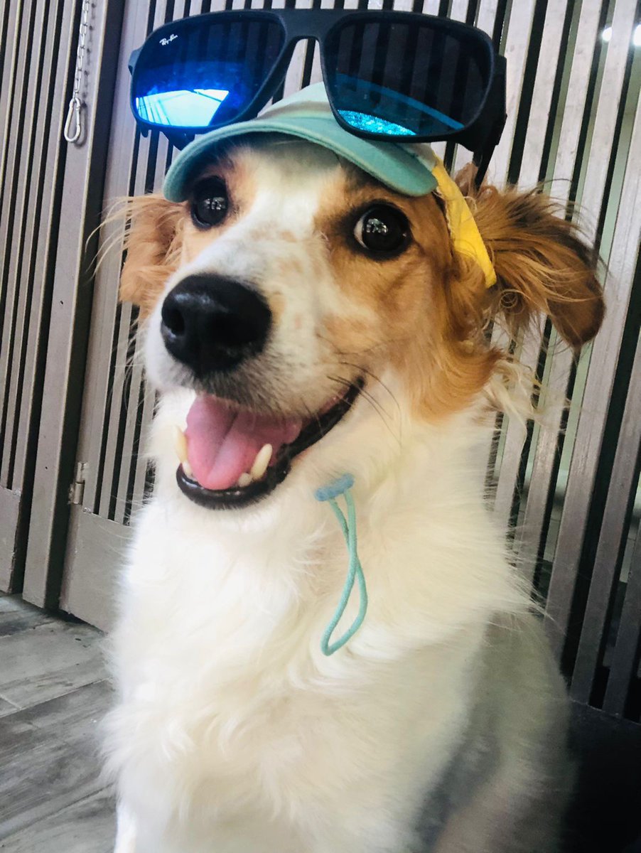 PetinnMexico's tweet photo. 💞¡Conoce a Manchas! Un perrito muy alegre y juguetón. Él podría ser tu nuevo mejor amigo y compañero de aventuras  🐶 
📍Ven y enamórate de él en nuestra sucursal Diana✨
#TodosLleganACasa
#Petlove #Petinn https://t.co/btjRUZspGE