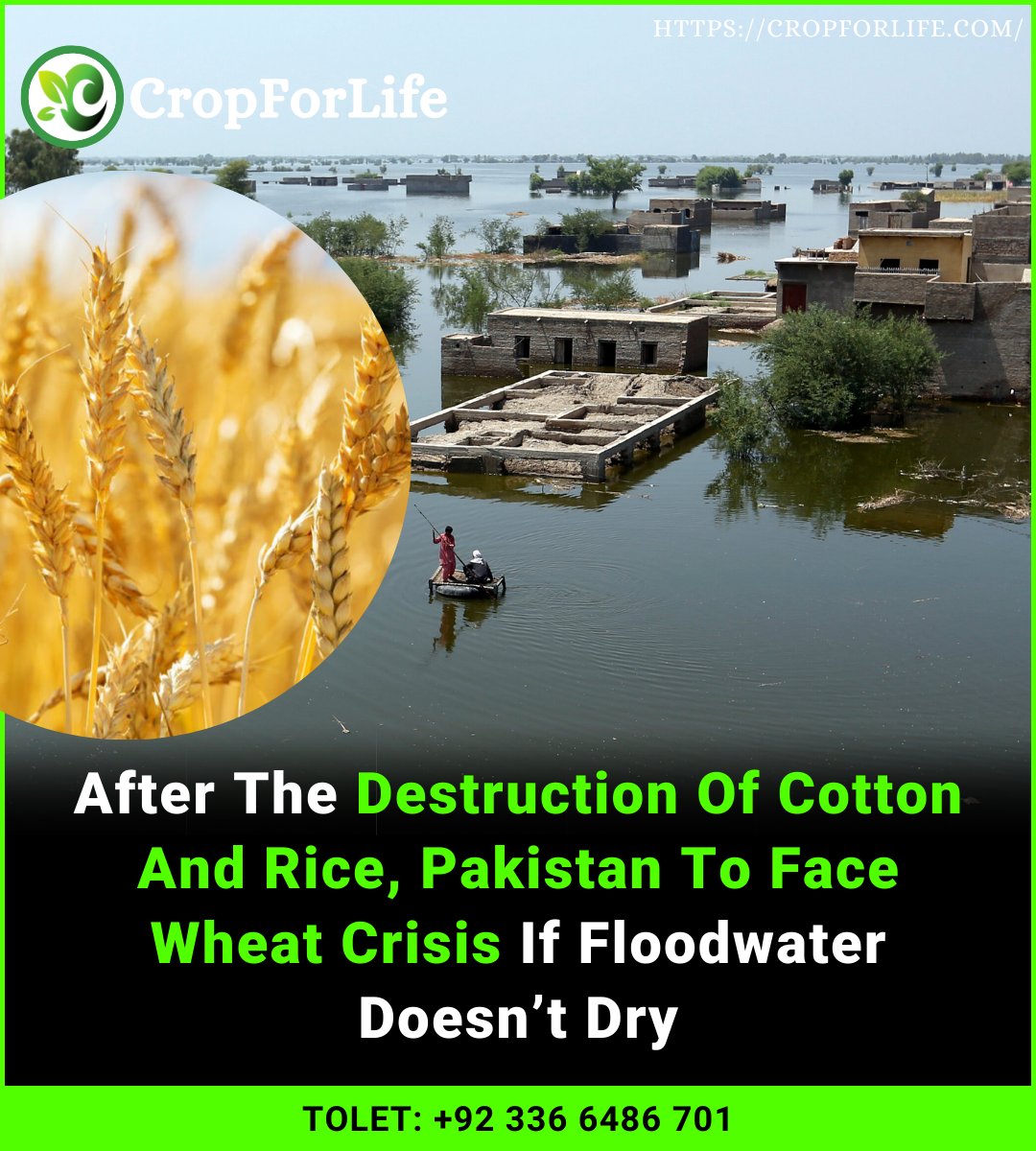 cultivation_ag's tweet photo. Economist Dr. Aqdas Afzal has said that if the flood water doesn’t dissipate soon, Pakistan will experience a wheat crisis down the line as wheat sowing season is approaching.
#cropforlife #flood #wheat #agriculture #agricultureworld Multan #IStandWithShehrBano
Transgender https://t.co/gUTsDmKCEp