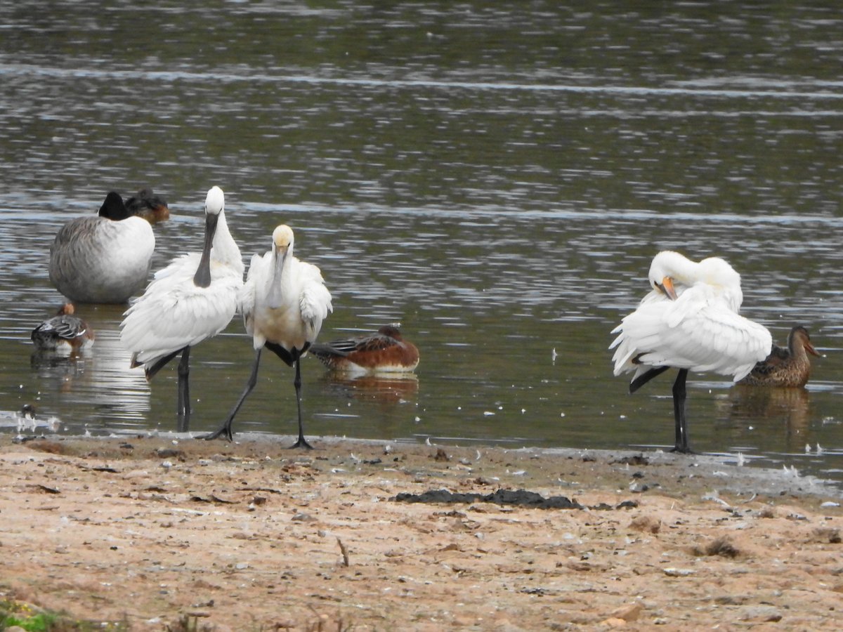 exeterbirder's tweet photo. 3 juv Spoonbills and a Snipe from #BowlingGreenMarsh hide + 3 Curlew & 1 Common Sandpipers, 50+ Sandwich Terns and an Osprey cirling high near Lypmstone from the #ViewPlatform this afternoon https://t.co/Y6trdIOKkk