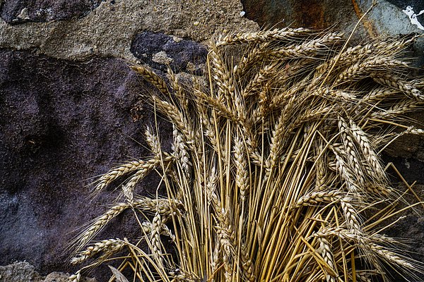 New artwork for sale! - "Wheat on the Rocks" - fineartamerica.com/featured/wheat… <a href="/fineartamerica/">Fine Art America</a>