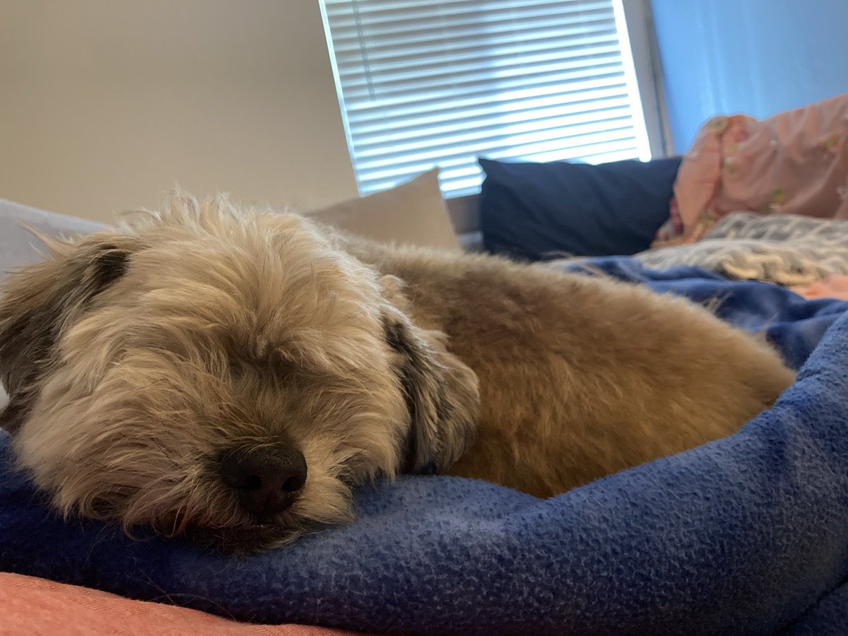 goodboygomer's tweet photo. I am the best alarm clock. Maybe not the most reliable, but definitely the best. #Mondaymorning #RiseandShine https://t.co/otjwhPr3fv