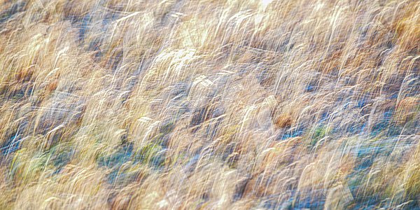 New artwork for sale! - "Snow Geese Long Exposure" - fineartamerica.com/featured/snow-… <a href="/fineartamerica/">Fine Art America</a>